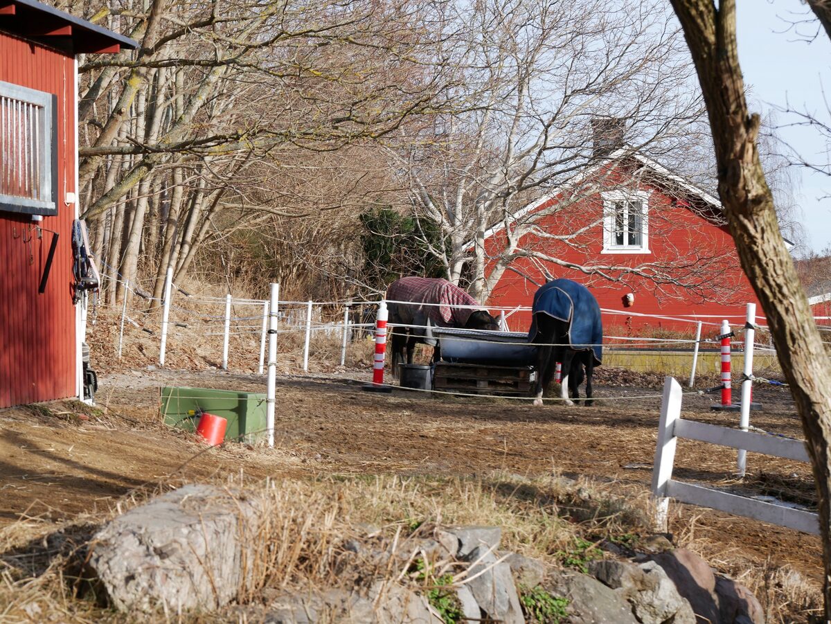 Hästar vid Ekebyhovs slott